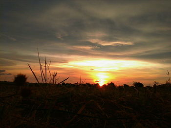 Silhouette plants on field against sky during sunset