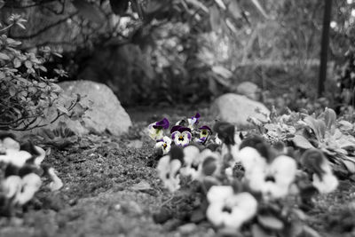 Close-up of plant in field