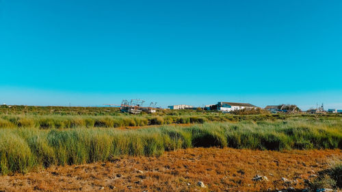 Scenic view of field against clear blue sky