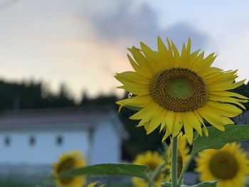 Close-up of sunflower against sky