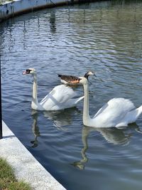 Swans swimming in lake