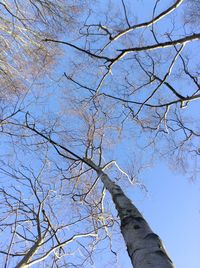 Low angle view of bare trees against sky