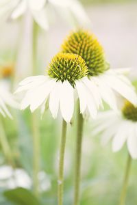 Close-up of white coneflowers growing outdoors
