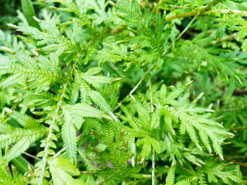Close-up of fresh green plant