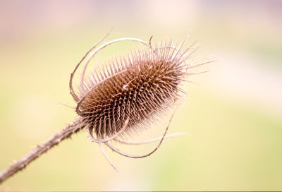 Close-up of dry thistle outdoors