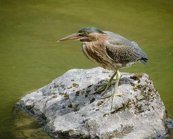 Close-up of gray heron perching on leaf