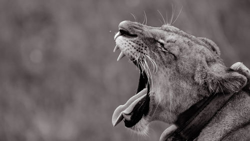 Close-up of lion yawning at forest