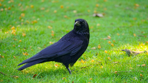 Black bird perching on a field