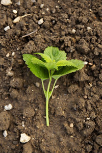 Close-up of small plant growing on field