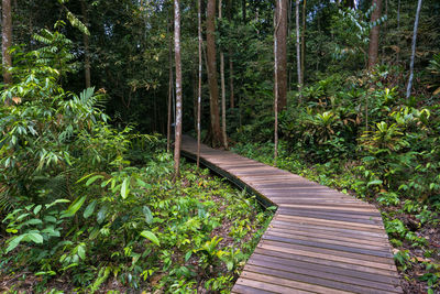 Footpath amidst trees in forest