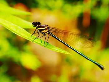 Damselfly resting on leaf