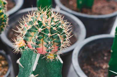 High angle view of potted cactus plant in pot