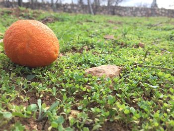 Close-up of fruit on field