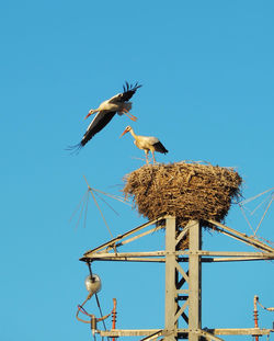 Low angle view of birds flying against clear sky