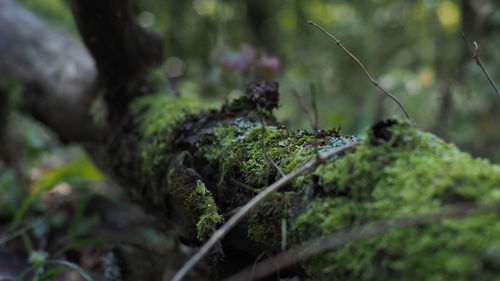 Close-up of lizard on tree in forest