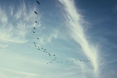 Low angle view of birds flying in sky