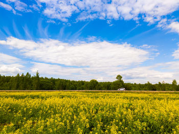 Blooming canola field and blu sky with white clouds