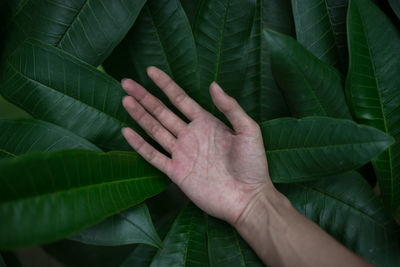 Cropped hand on leaves