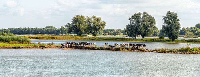 Panorama with cows seeking some cooling near the river on a warm summer day in august near gorinchem