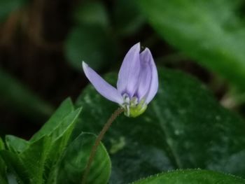 Close-up of purple flowering plant