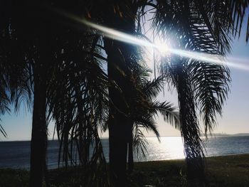 Palm tree by sea against sky