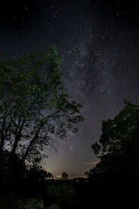 Low angle view of trees against sky at night