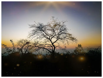 Silhouette bare tree against sky during sunset