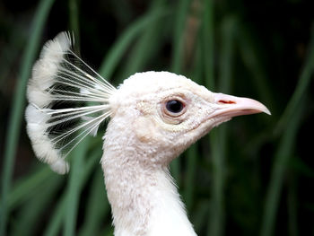 Close-up of white peacock