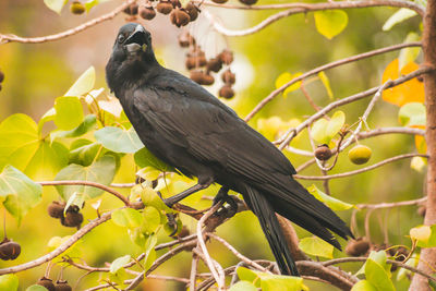 Close-up of bird perching on branch