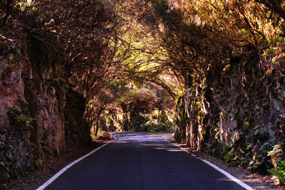 Empty road along trees