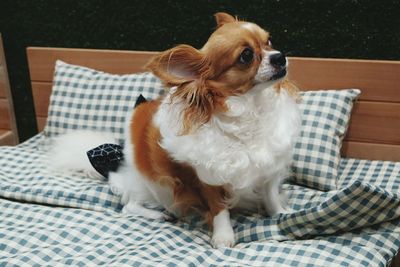 Dog lying on bed at home