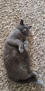 High angle view of cat sitting on rug