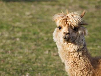 Portrait of an alpaca on land