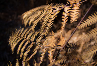 Close-up of fern in winter