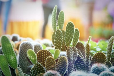 Close-up of succulent plant