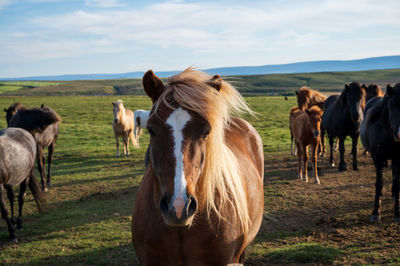 Horses in a field