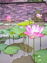 Close-up of pink water lily