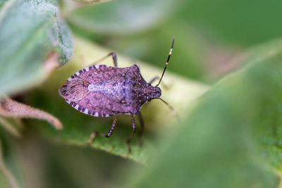 Close-up of butterfly on purple flower