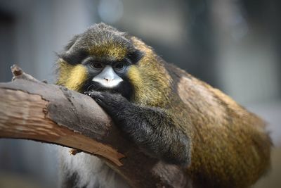 Close-up of monkey sitting on tree