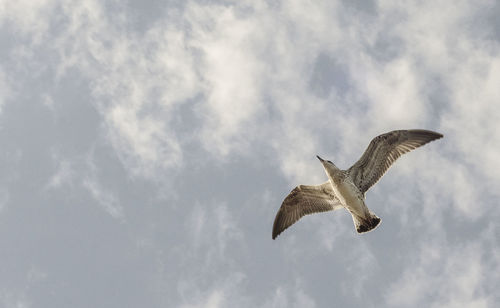 Low angle view of eagle flying against sky