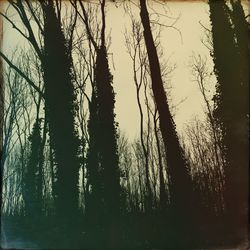 Silhouette trees in forest against sky