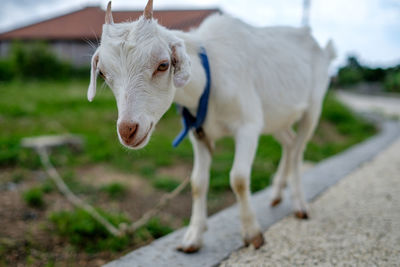 Portrait of goat standing on street