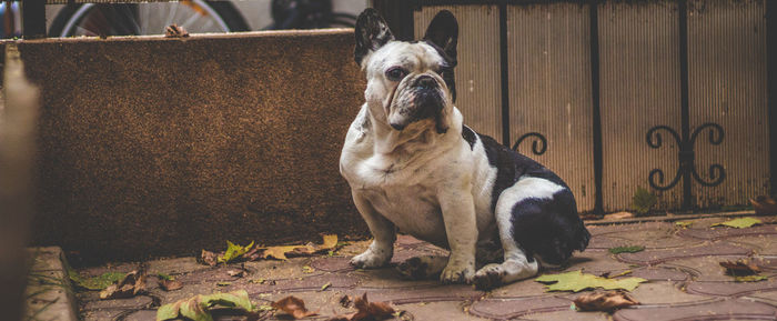 Close-up of dog sitting outdoors