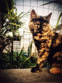 Close-up of cat sitting against plants