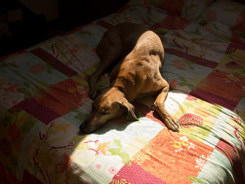 High angle view of dog sleeping on bed at home