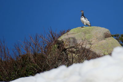 Bird perching on rock against clear sky