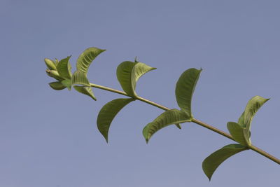 Allamanda branches and flowers against blue sky