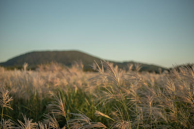 Crops growing on field against clear sky