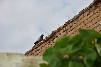 Low angle view of bird perching on a wall