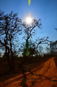 Trees against clear sky